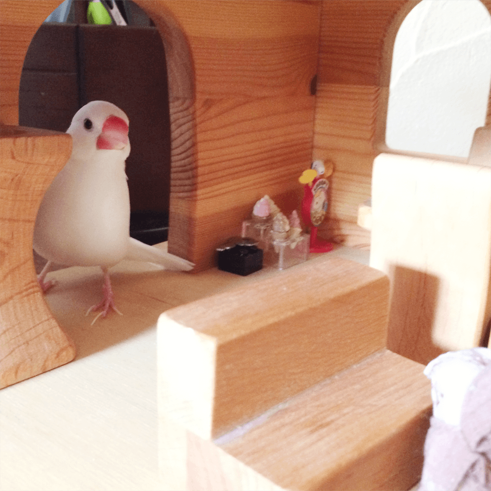 白文鳥の家族 今週の愛鳥 文鳥のしろ｜BIRDSTORY