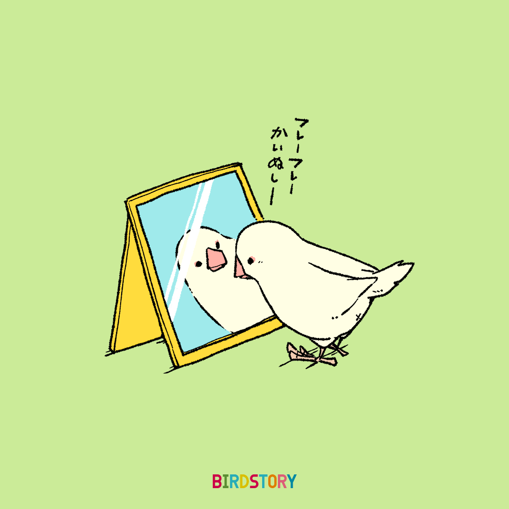 鏡に映る白文鳥 コンパニオンバードチアリーダーズ BIRDSTORY