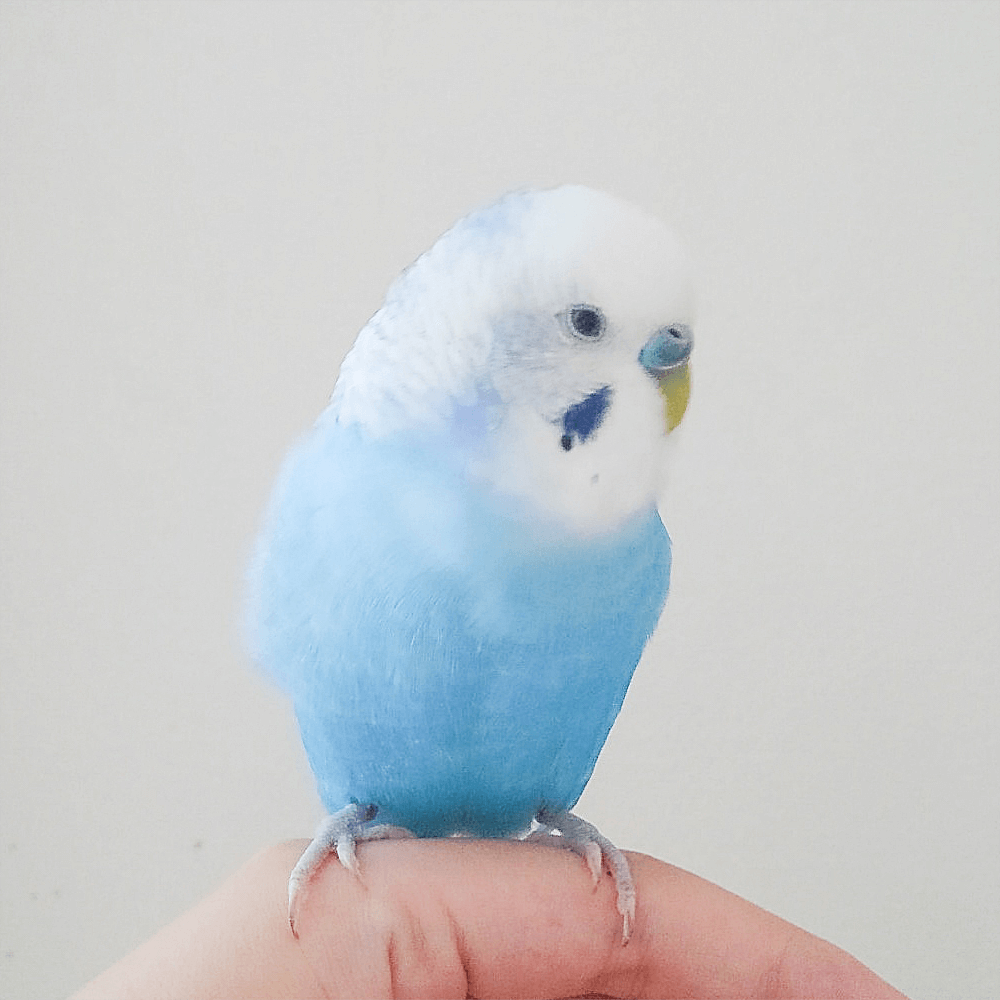 インコのピーちゃん様オーダー 播州織 タオルサイズ 今週の愛鳥 セキセイインコのピーちゃん|BIRDSTORY