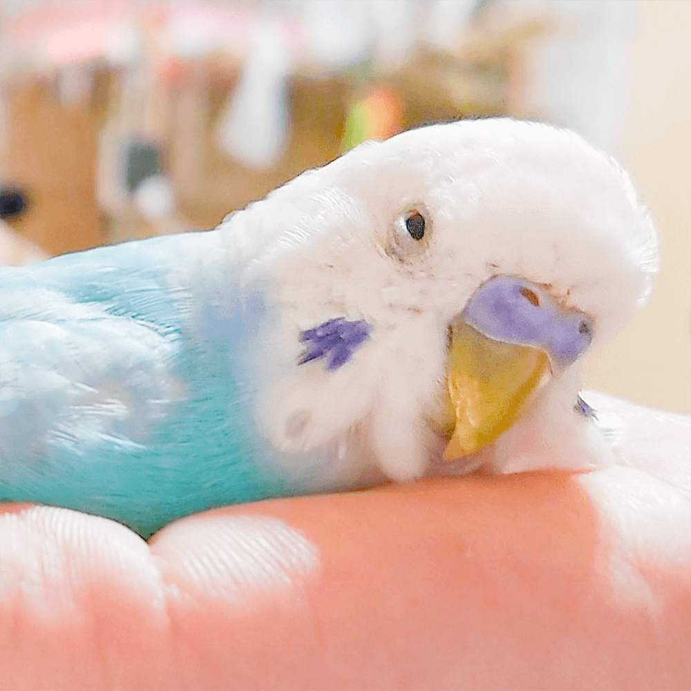 天然石 セキスイインコ ペア ルース 8 www.vetrepro.fr