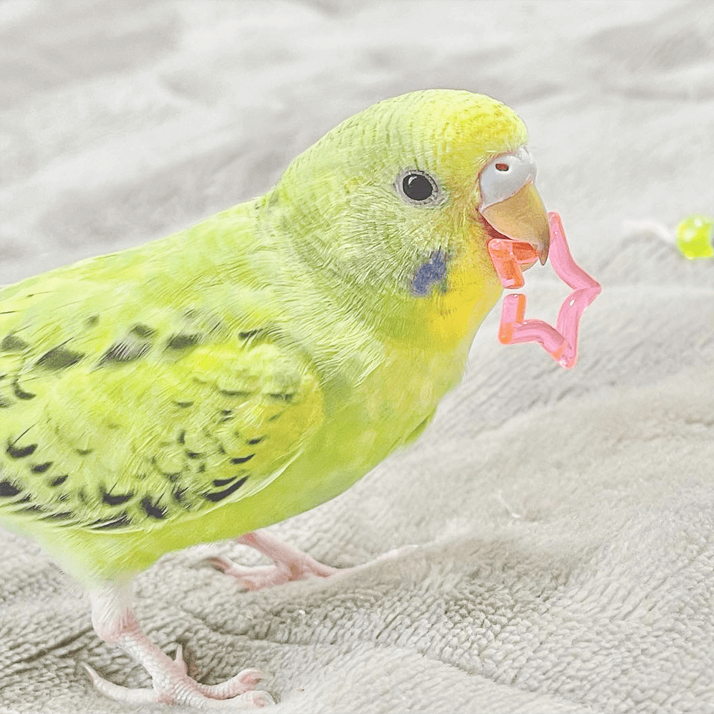 愛用していたインコです maxresdefault.jpg