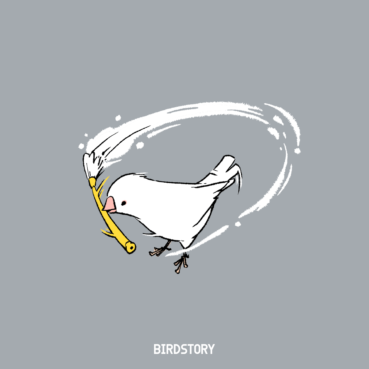 白の日 白文鳥 BIRDSTORY