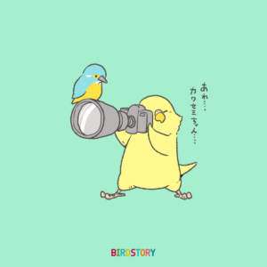 カワセミ野鳥撮影 フォトの日 BIRDSTORY