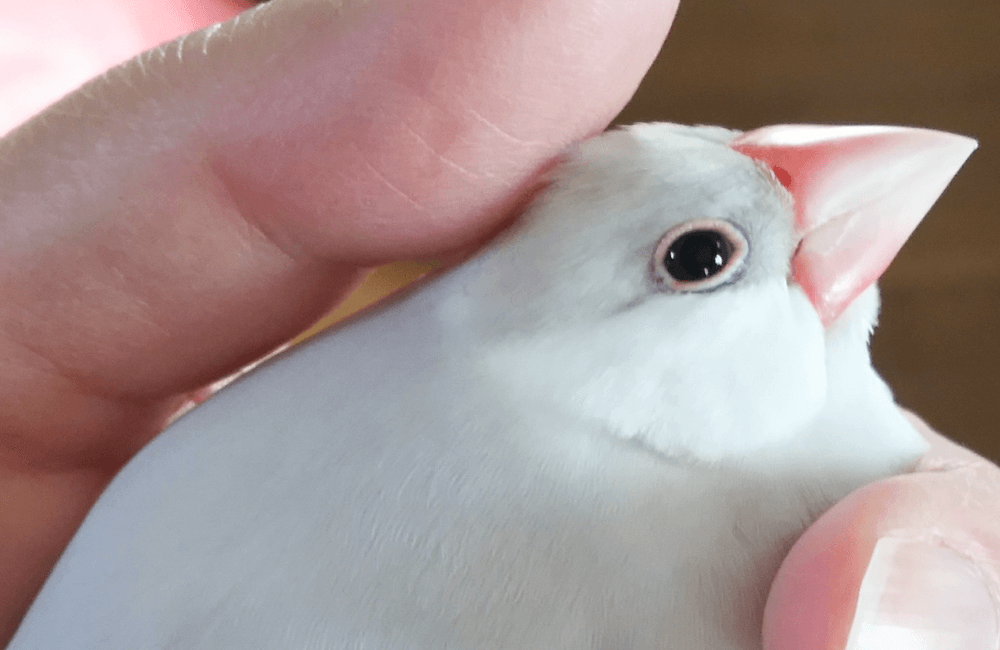 今週の愛鳥 文鳥の福ちゃん｜BIRDSTORY