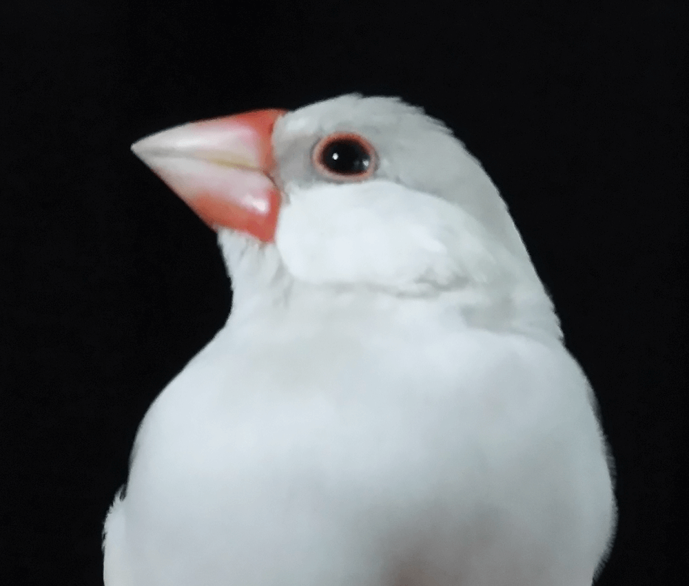 今週の愛鳥 文鳥の福ちゃん｜BIRDSTORY