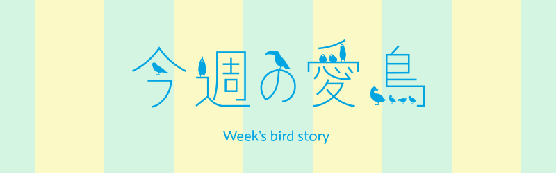 今週の愛鳥 バードストーリー BIRDSTORY