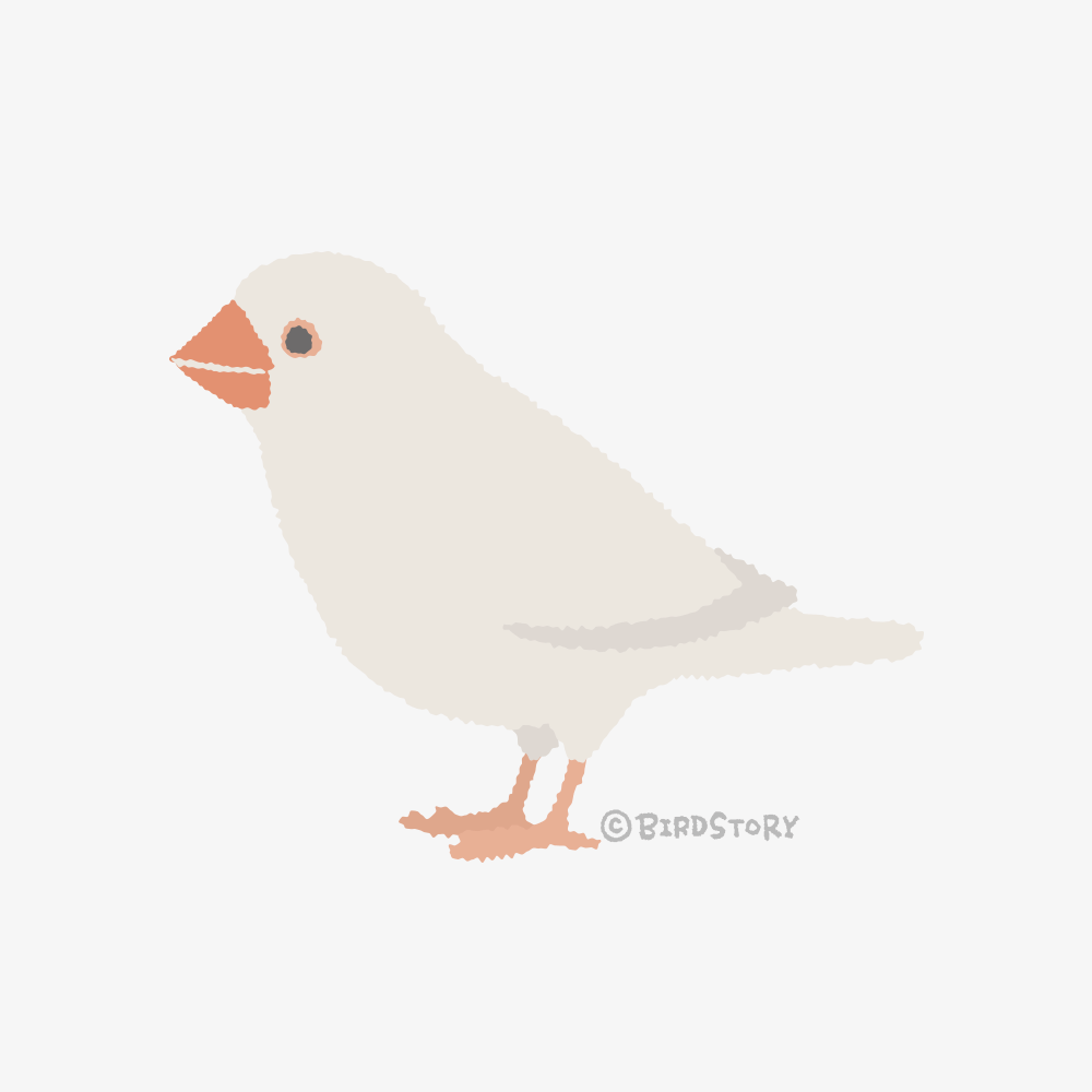 SIMPLE BUNCHO 文鳥イラスト 白ブンチョウ