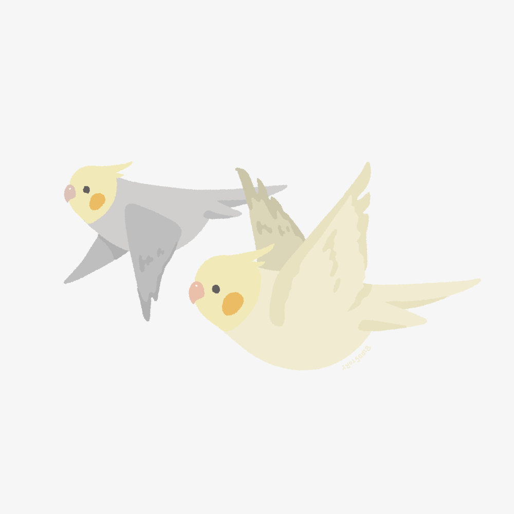 フライングバード 空を舞うオカメインコイラスト