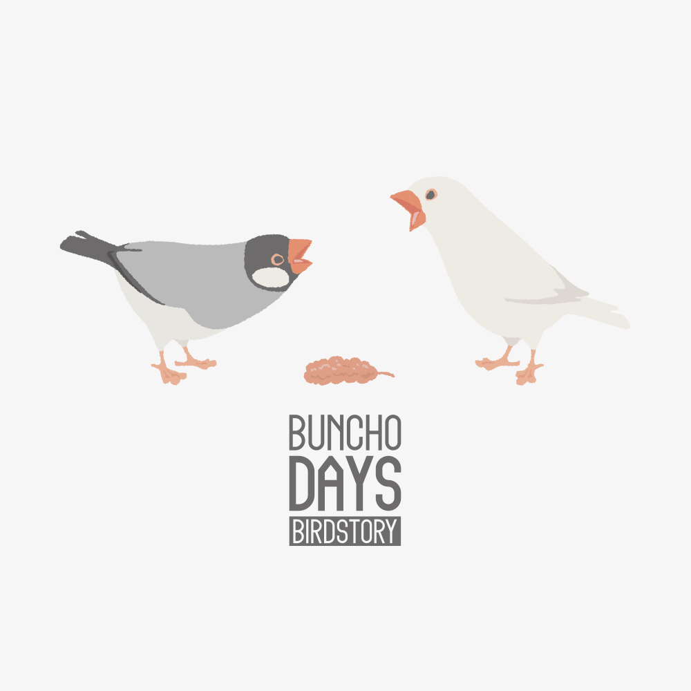 BUNCHO DAYS 文鳥の日記念