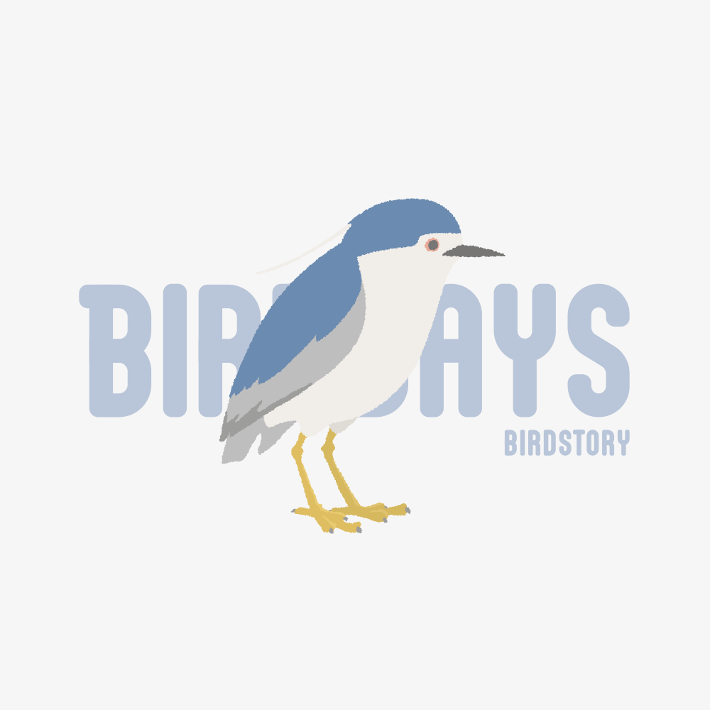 愛鳥週間 野鳥大好き ゴイサギ
