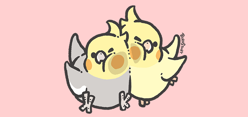 むぎゅ オカメインコ