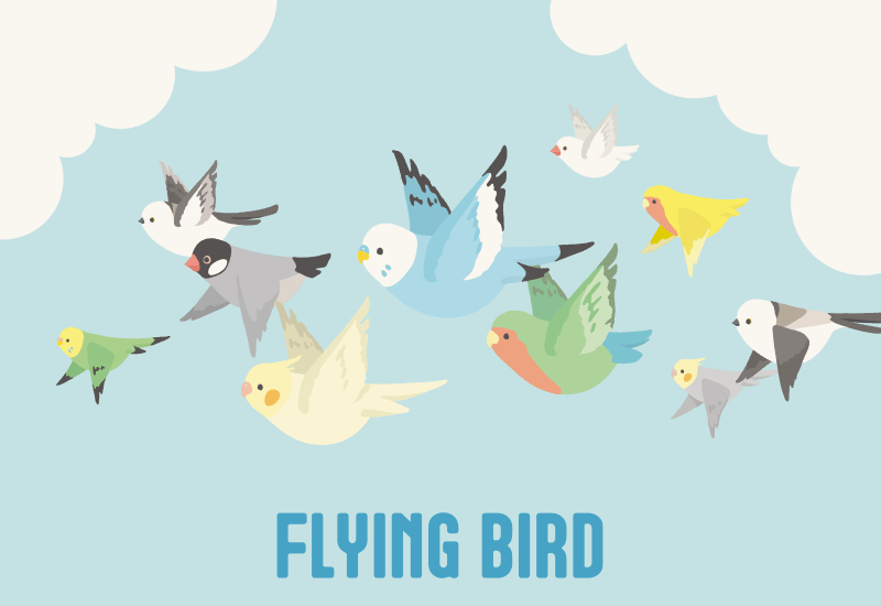 FLYING BIRD フライングバード 空を飛ぶ鳥さんたち