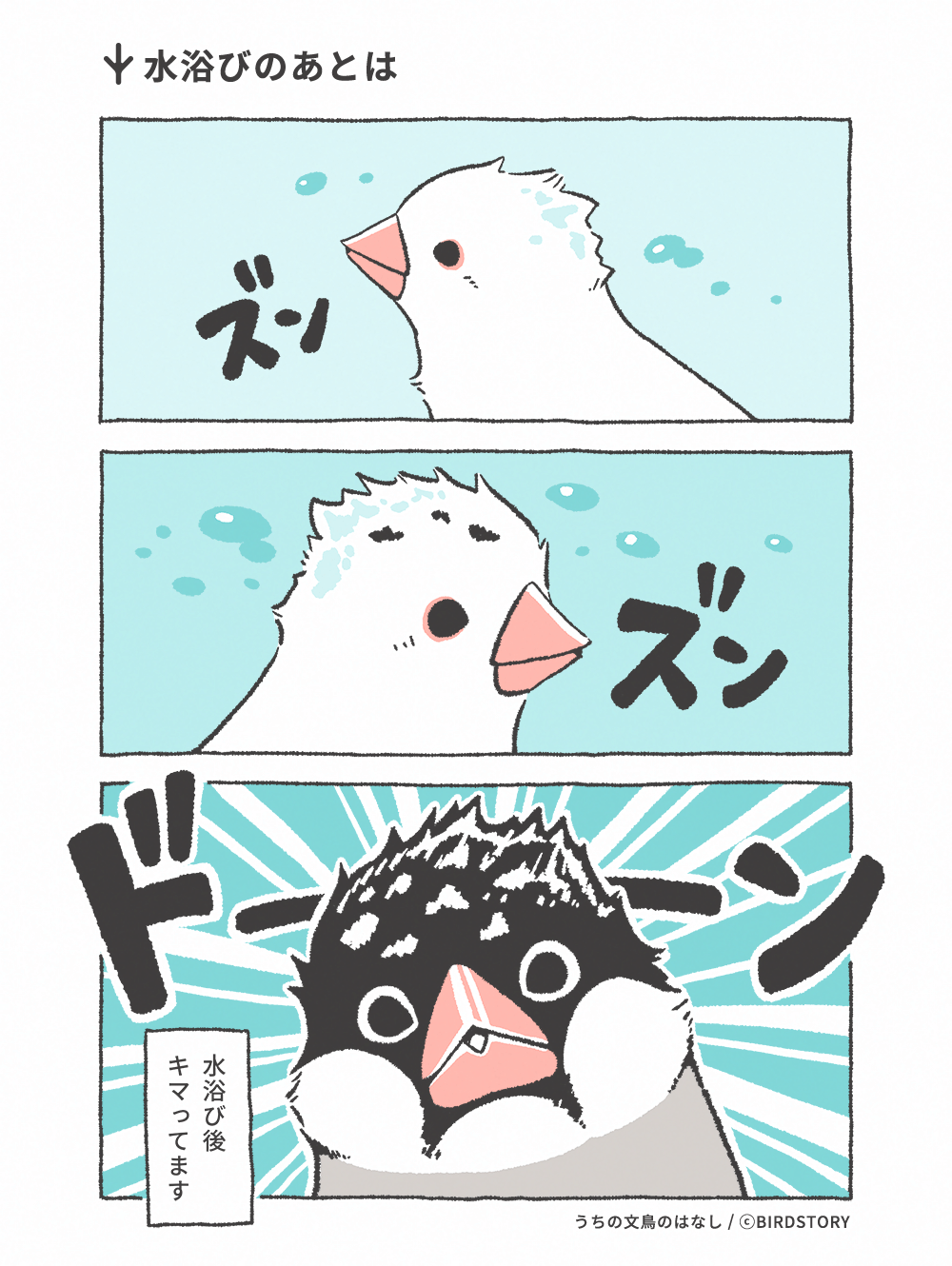 うちの文鳥のはなし 第3羽 水浴びのあとは