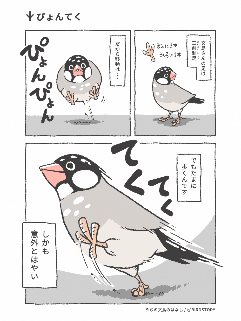 うちの文鳥のはなし 第5羽 ぴょんてく