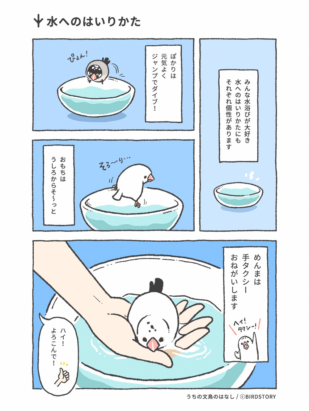うちの文鳥のはなし 第10羽 水へのはいりかた