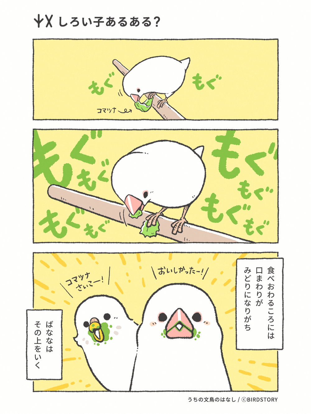 うちの文鳥のはなし 第11羽 しろい子あるある？