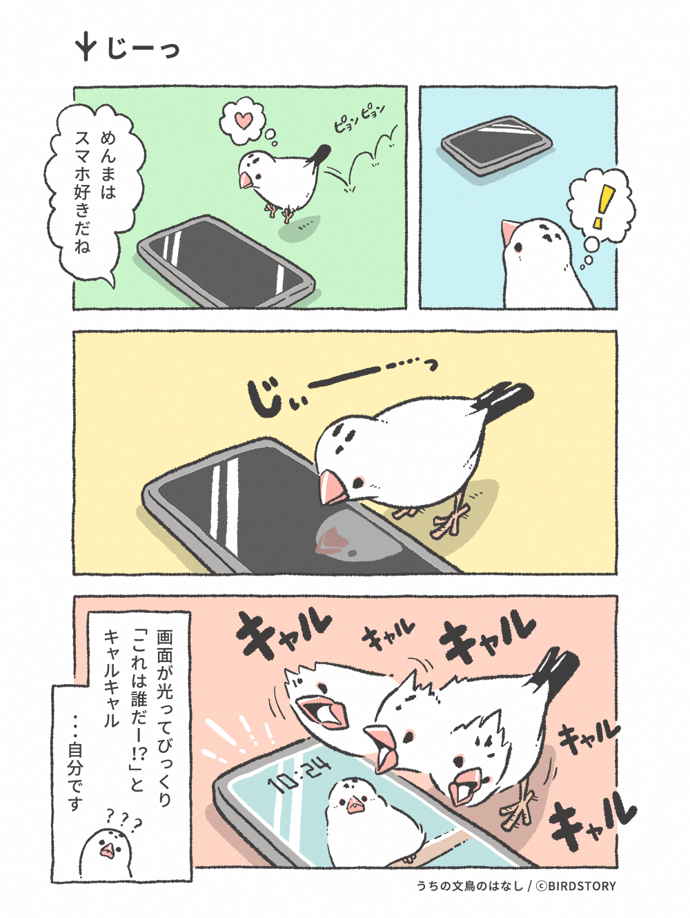 うちの文鳥のはなし 第12羽 じーっ