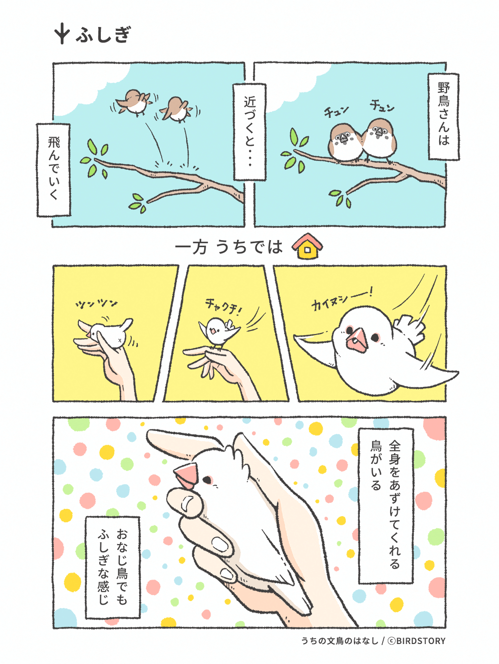 うちの文鳥のはなし 第15羽 ふしぎ