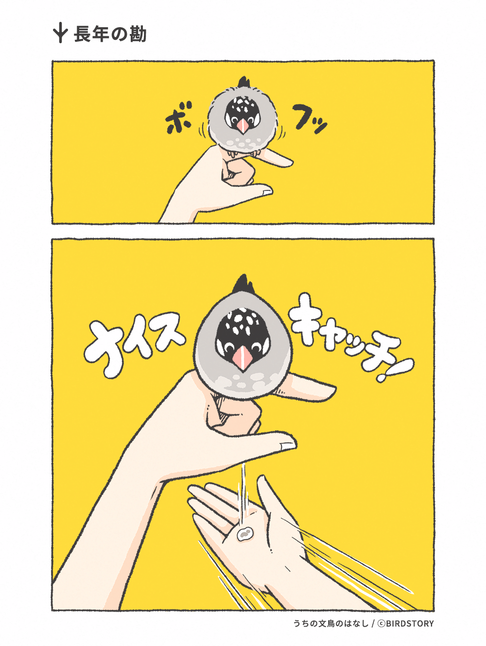 うちの文鳥のはなし 第25羽 長年の勘