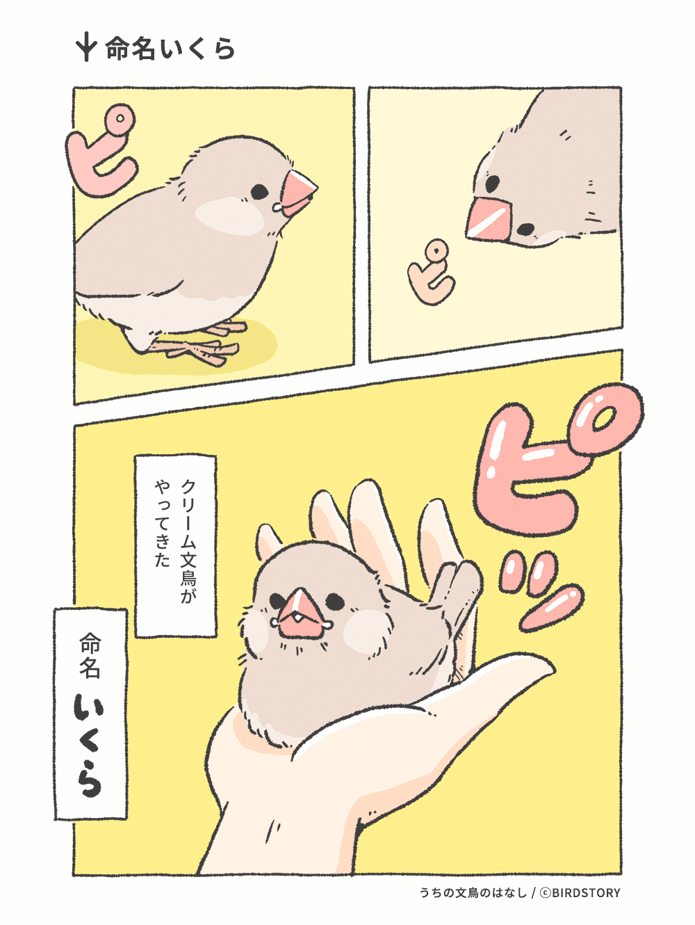うちの文鳥のはなし 第29羽 命名いくら